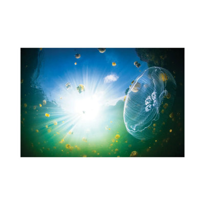 Medusa Aurelia by Barathieu Gabriel - Wrapped Canvas Print