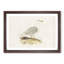 Icelandic Gull by Von Wright - Picture Frame Painting Print-55579043-55579041