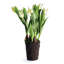 Alina Flowering Plant-82580908