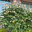 Treillis antirouille pour plantes grimpantes Viveros Garden-1723940467