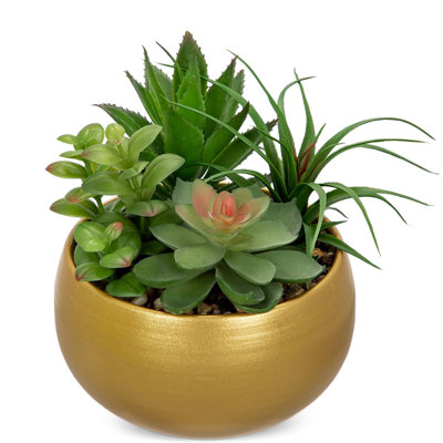 17.78cm Plant