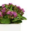 Kalanchoe Arrangement in Fiberstone Planter-1624349390-1646607056