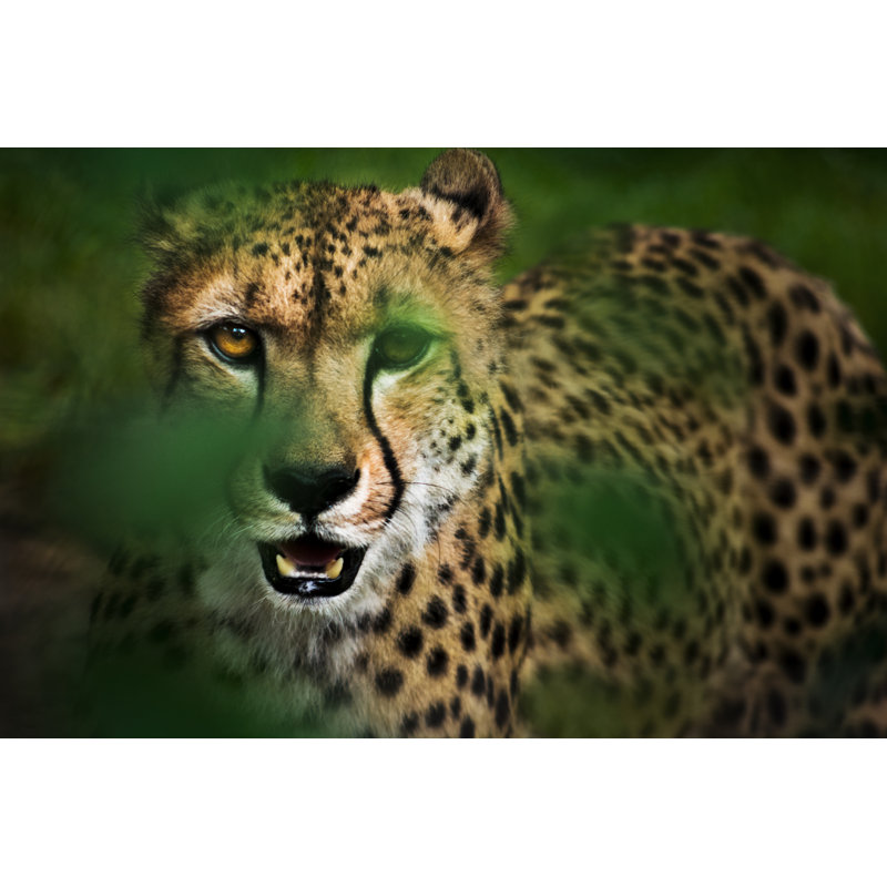 Portrait Of Cheetah - Wrapped Canvas Print, 20cm H x 30cm W
