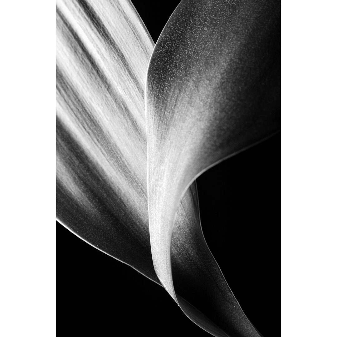 Bamboo Leaves by Liammogan - Wrapped Canvas Print