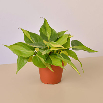 House Plant Shop Live Philodendron Plant