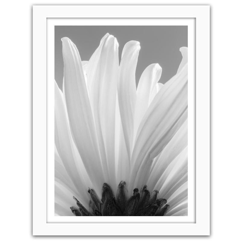 Gerahmter Fotodruck Weiße Chrysanthemen 2