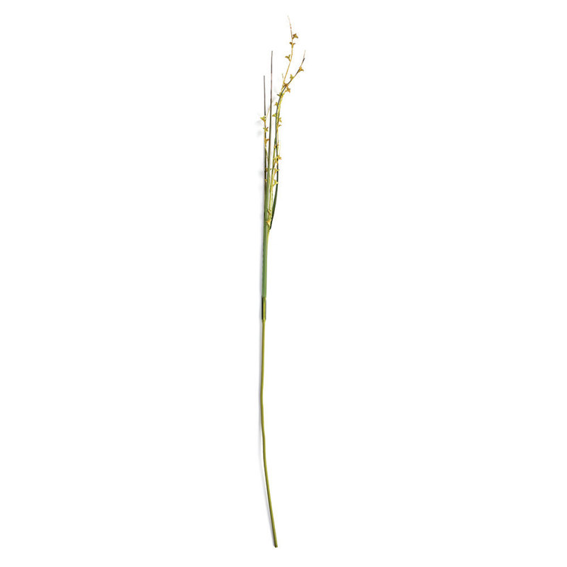 Scotch Grass 48-Inch Stem