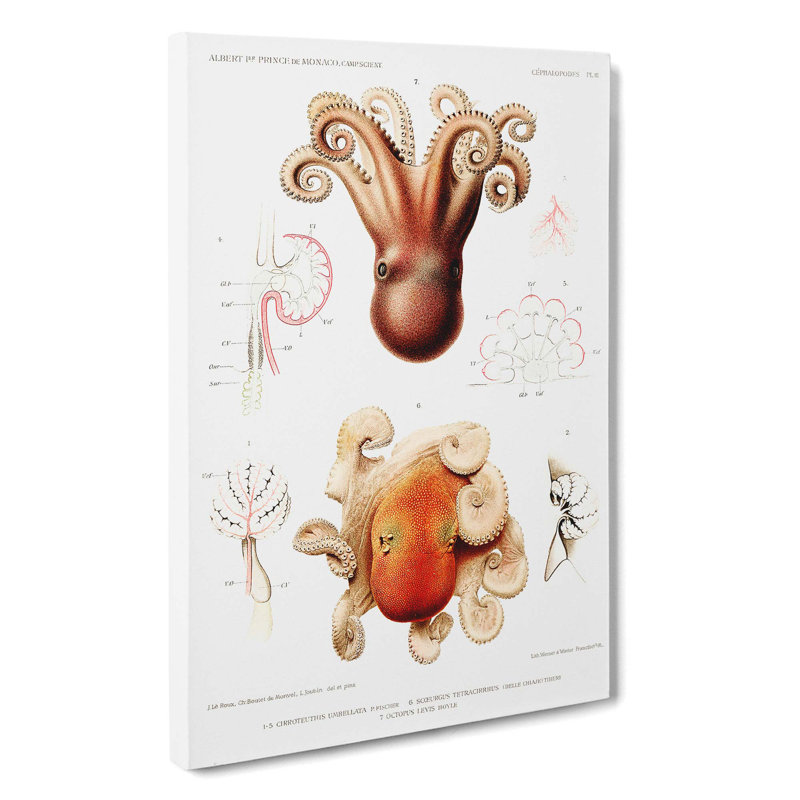 Octopus Illustrations by Albert I - Wrapped Canvas, 60cm H x 40cm W x 3cm D