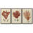 " Shell Collection IV " 3 - Pieces-1718806884-1718806895