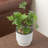 Ceyla Pot Planter