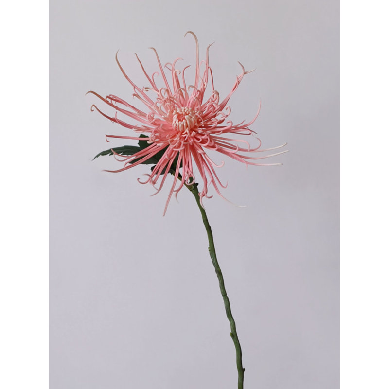 Tige de chrysanthème Firework Spider - 28,3 po, Ivoire blanc, [A] 1 tige