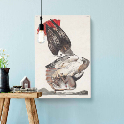 Hawks by John Audubon - Wrapped Canvas