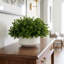Boxwood Arrangement In A Ceramic Vase-2113066378