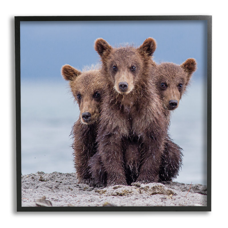 ba-414, reproduction encadrée d'un bébé ourson par Paolo Mignosa, Giclée encadrée noir minuit, H 17 po x l 17 po x P 1,5 po