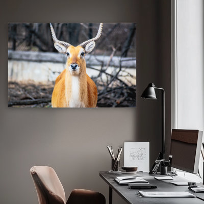 Aepyceros - Art mural