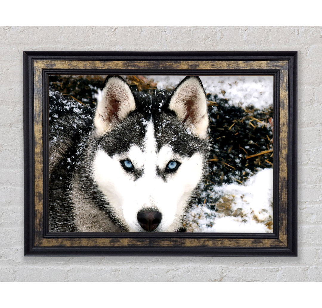 Siberian Husky Wolf - Druck