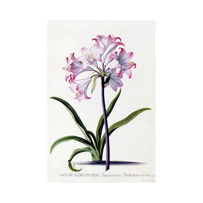 Lilio Narcissus, C.1744 by Georg Dionysius Ehret - Painting on Canvas, Wrapped Canvas, 30.48 cm H x 45.72 cm W