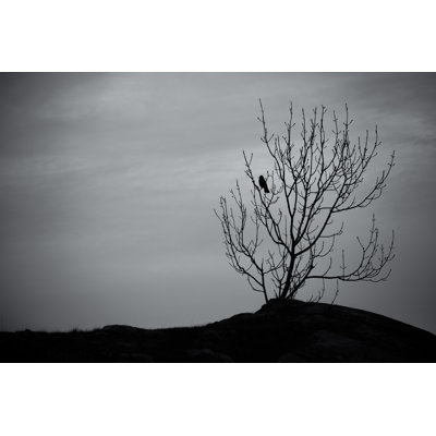 Black Crow par Arvidb - photographie sur toile tendue