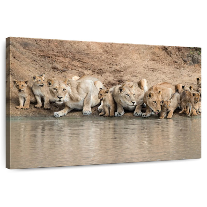 Crowle Thirsty Lions, 24" H x 36" W