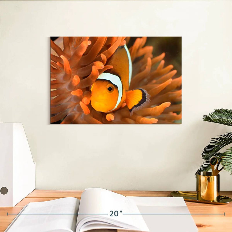 Brampt Orange Clownfish, 8" H x 12" W