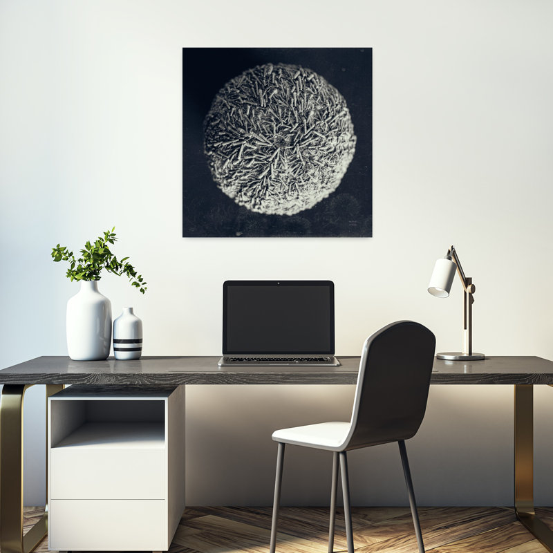Oursin côtier nature morte iv avec art blanc Bw, H 18 po x l 18 po