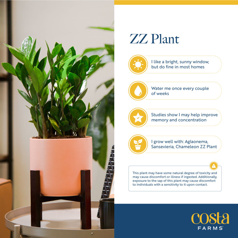ZZ Plant in Ceramic/Wood Planter