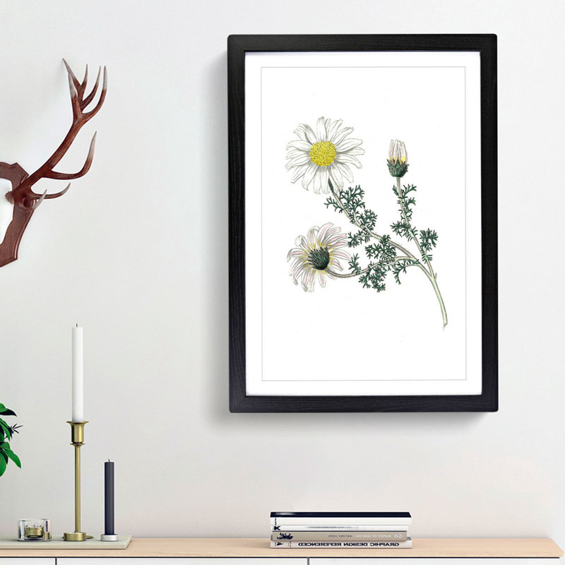 Mount Atlas Daisy Illustration - Picture Frame Painting Print, 48cm H x 36cm W x 2cm D, Black Framed