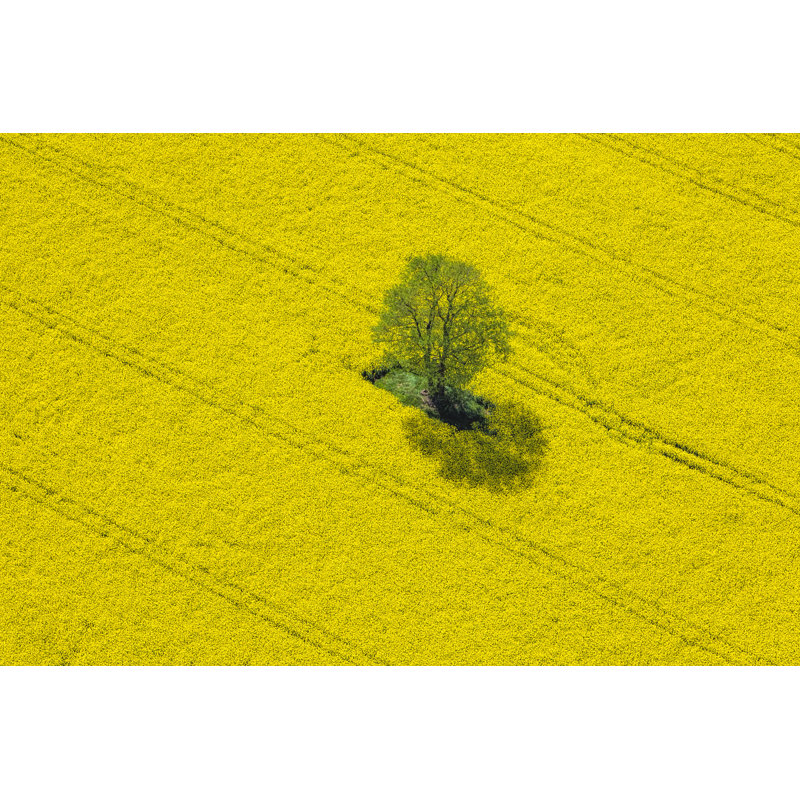 Oilseed Rape Field by Cinoby, 24" H x 36" W