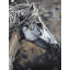 Side Of A Wild Horse Print On Canvas