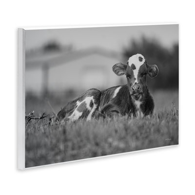 Art mural, "Vache au repos dans l'herbe" par Dakota Diener