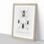 Beetle Illustrations PL.13 by Charles D'Orbigny - Single Picture Frame Print-55544110-55544109