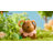 Tiny Land® Happy Urban Paws