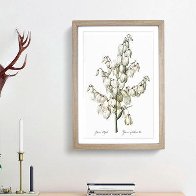 Yucca Flowers by Pierre-Joseph Redoute - Picture Frame Graphic Art Print
