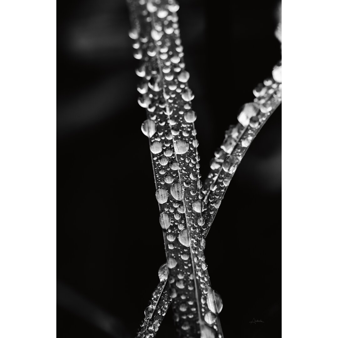 Leinwandbild Water Droplets von Aledanda