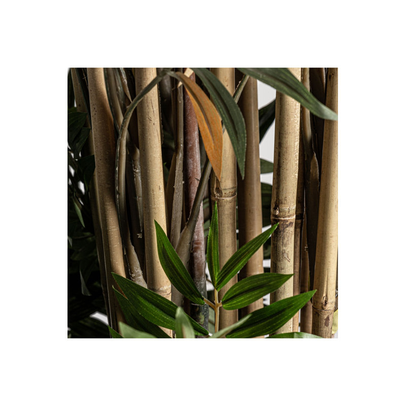 Bambou Tracie