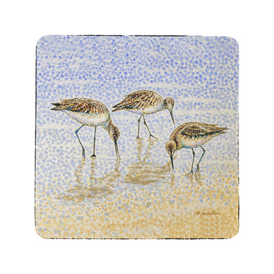 Bécasseau Willet