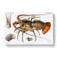 European Lobster by Albert I - Wrapped Canvas-55370330