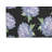 Hydrangea Love Decorative Outdoor Rug-488546215-488544346