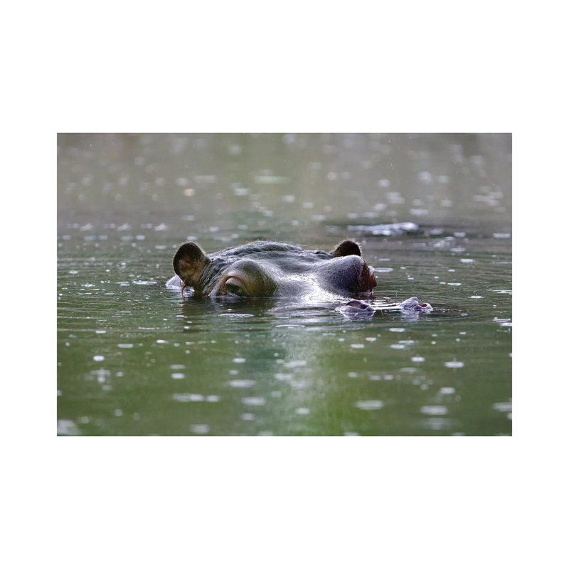 Hippo by Goran Anastasovski - Wrapped Canvas Print, 20.32cm H x 30.48cm W x 1.91m D