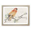 Parrot by Ren Yi - Framed Print-55578327-55578330