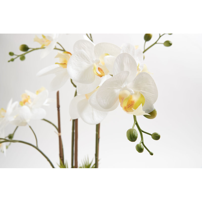 Orchidée FLORAL 24 po avec plantes grasses