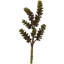 Fleur artificielle succulente