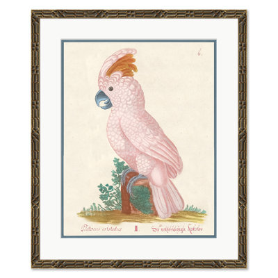 Psittacus Cristatus Print by Soicher Marin Archives