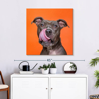 Crowle Silly Pet Pit Bull