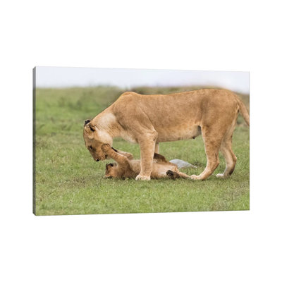 Africa, Kenya, Maasai Mara National Reserve. Lioness Playing With Cub. by Jaynes Gallery - Wrapped Canvas Painting