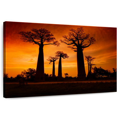 Harnek Madagascar's Baobab Trees
