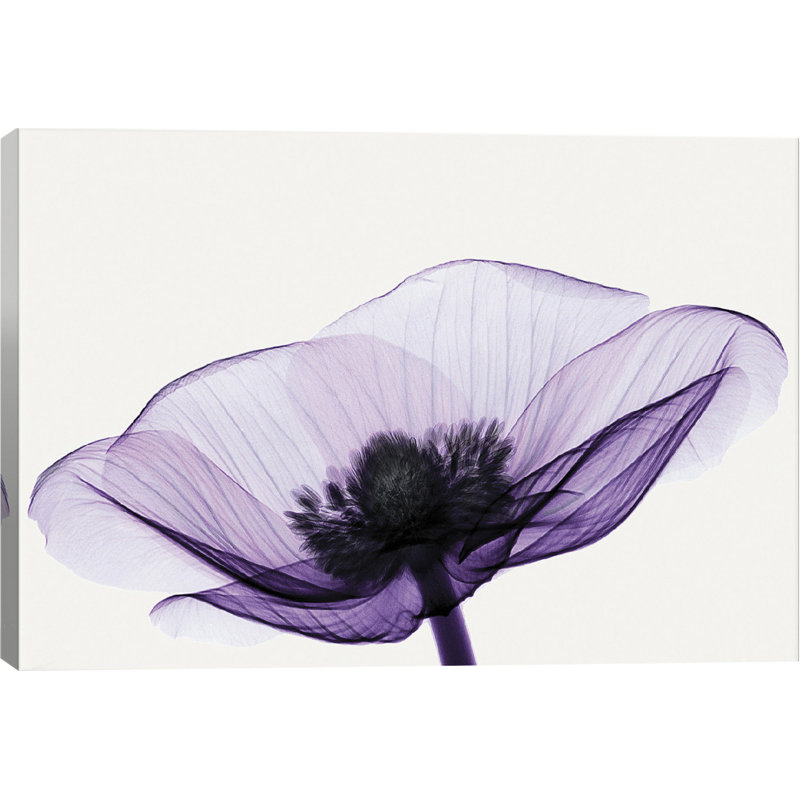 «Anemone II» par Robert Coop - Estampe numérique sur toile tendue avec châssis, H 26 po x l 40 po x p 1,5 po