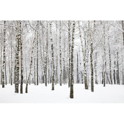 Winter Birchwood by NickolayV - Wrapped Canvas Print