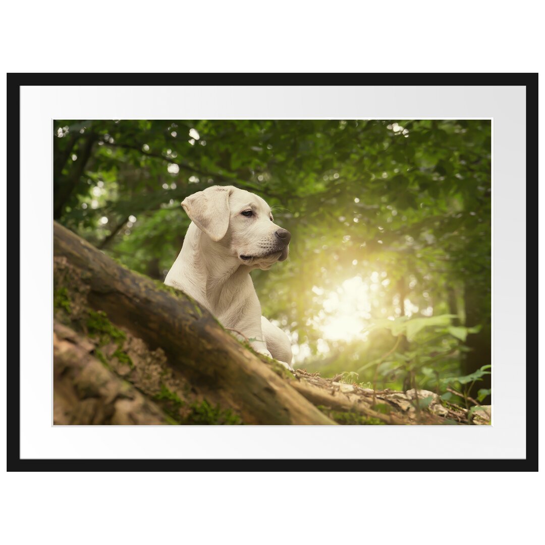 Gerahmtes Poster Labrador Welpe im Wald