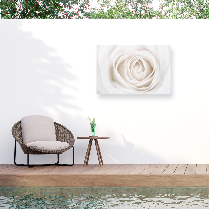 Rose blanche bolologienne, H 16 po x l 24 po